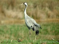 Common Crane - Grus grus