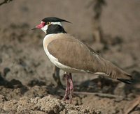 Black-headed Lapwing - Vanellus tectus