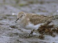 Temminck's Stint (Calidris temminckii) photo