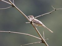 Striped Cuckoo (Tapera naevia) photo