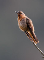 Shining Sunbeam (Aglaeactis cupripennis) photo