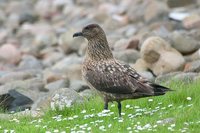 Great Skua - Stercorarius skua