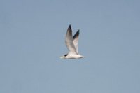 Yellow-billed Tern - Sterna superciliaris