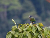 White-crowned Parrot - Pionus senilis