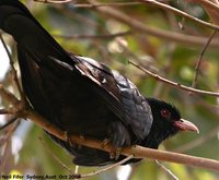 Australian Koel - Eudynamys cyanocephala