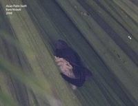 Asian Palm-Swift - Cypsiurus balasiensis