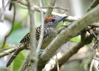 Fasciated Antshrike - Cymbilaimus lineatus