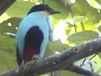 Azure-breasted Pitta - Pitta steerii