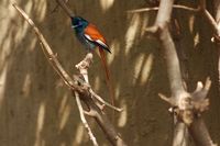 African Paradise-Flycatcher - Terpsiphone viridis