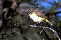 Yellow-rumped Thornbill - Acanthiza chrysorrhoa