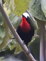 White-capped Tanager - Sericossypha albocristata