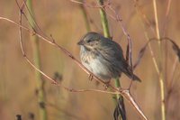 Lincoln's Sparrow - Melospiza lincolnii