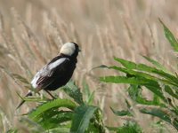 Bobolink - Dolichonyx oryzivorus