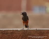 Chestnut-bellied Starling ?? Thierry Helsens