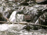 Rufous-throated Dipper (Nick Athanas)