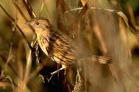 LeConte's Sparrow