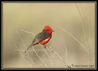 Vermillion Flycatcher