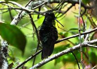 Magnificent Hummingbird  