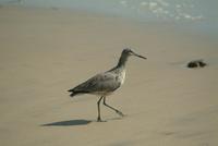 Willet