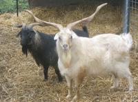 timandfriends;Cashmere Goats