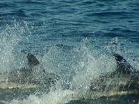 Atlantic White-sided Dolphin Steve Mirick