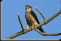 Merlin, Jones Beach, NY