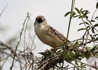 Ashy Cisticola