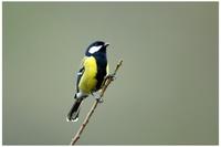 Green-backed Tit