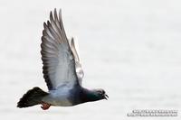 Rock Dove 原鴿   O9W0016.jpg