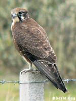 Brown Falcon