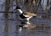 Red-kneed Dotterel