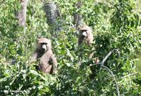 Pair of olive baboon (Papio anubis) in a tree