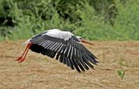 White Stork, Ciconia ciconia