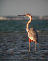 Goliath Heron (Ardea goliath)