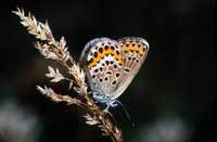 Silver Studded Blue Butterfly