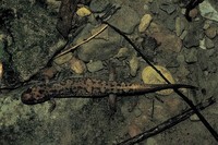 : Desmognathus monticola; Seal Salamander