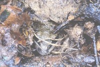 : Leptodactylus notoaktites