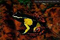 : Mantella baroni