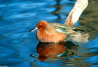 : Anas cyanoptera; Cinnamon Teal