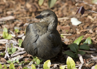 : Euphagus cyanocephalus; Brewer's Blackbird