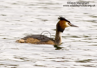 : Podiceps cristatus; Great Crested Grebe