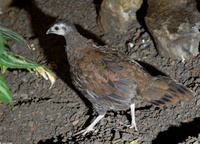 : Polyplectron emphanum; Palawan Peacock Pheasant