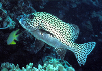 : Plectorhinchus chaetodonoides; Harlequin Sweetlips