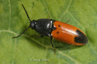 : Ampedus cordifer