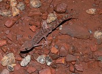 : Diplodactylus wombeyi