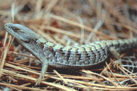 : Elgaria multicarinata webbi; San Diego Alligator Lizard