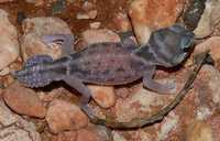 : Nephrurus levis levis; Smooth Knob-tailed Gecko