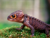 : Tribolonotus gracilis; Crocodile Skink