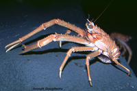 : Munida hispida; Deep Water Squat Lobster