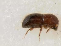 : Xyleborus sp.